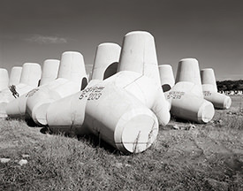 tetrapods