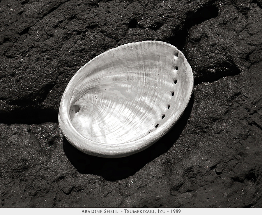 abalone shell