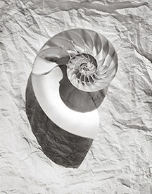 nautilus on paper
