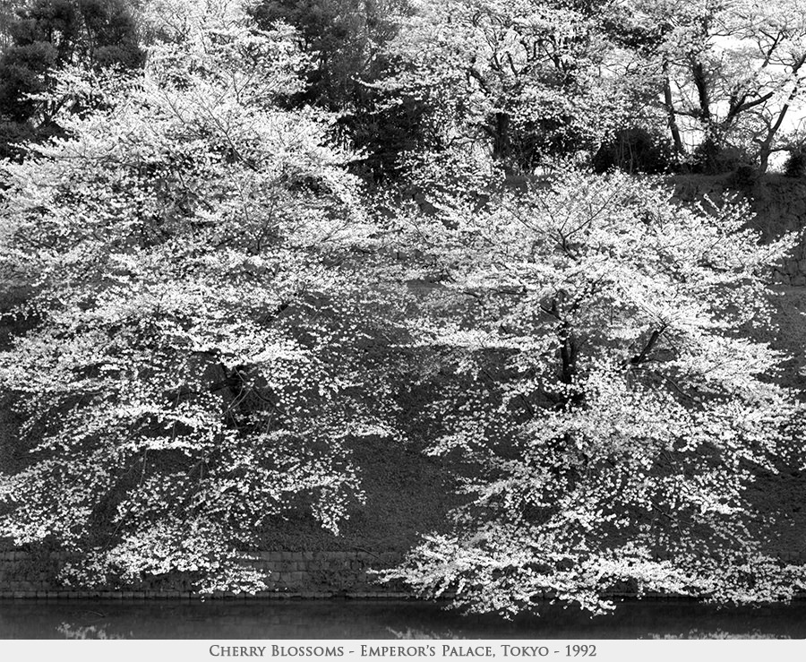 cherry blossoms