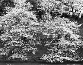 cherry blossoms