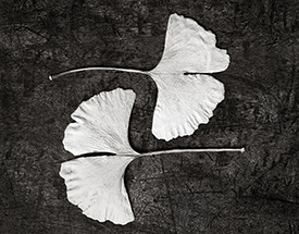 ginko leaves