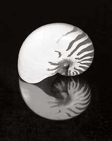 nautilus reflection