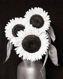 Mitsuyo's sunflowers