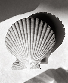 scallop