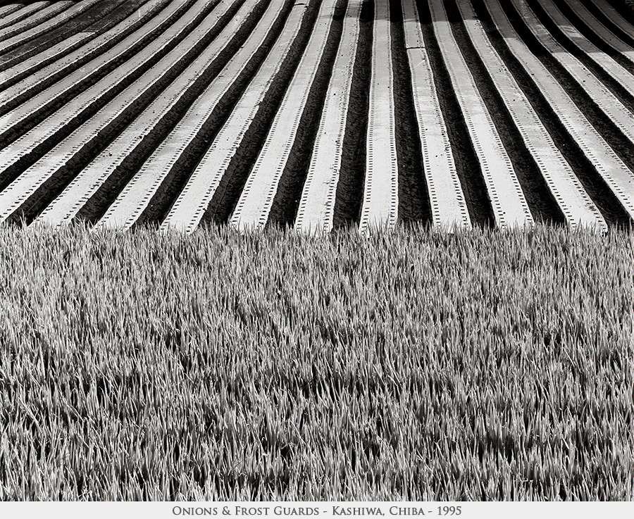 onions & frost guards