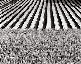 onions & frost guards