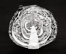 cabbage cross section