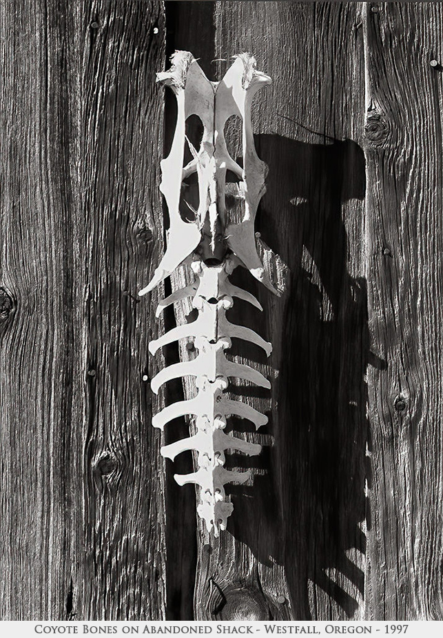 coyote bones on abandoned shack