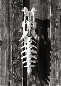 coyote bones on abandoned shack