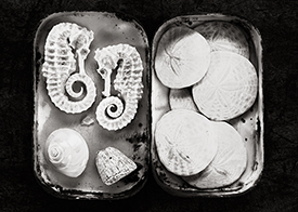 sea creatures