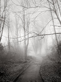 Monticello Fog XII