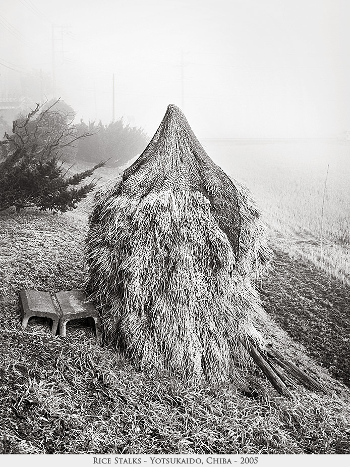 rice stalks
