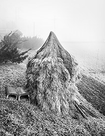 rice stalks
