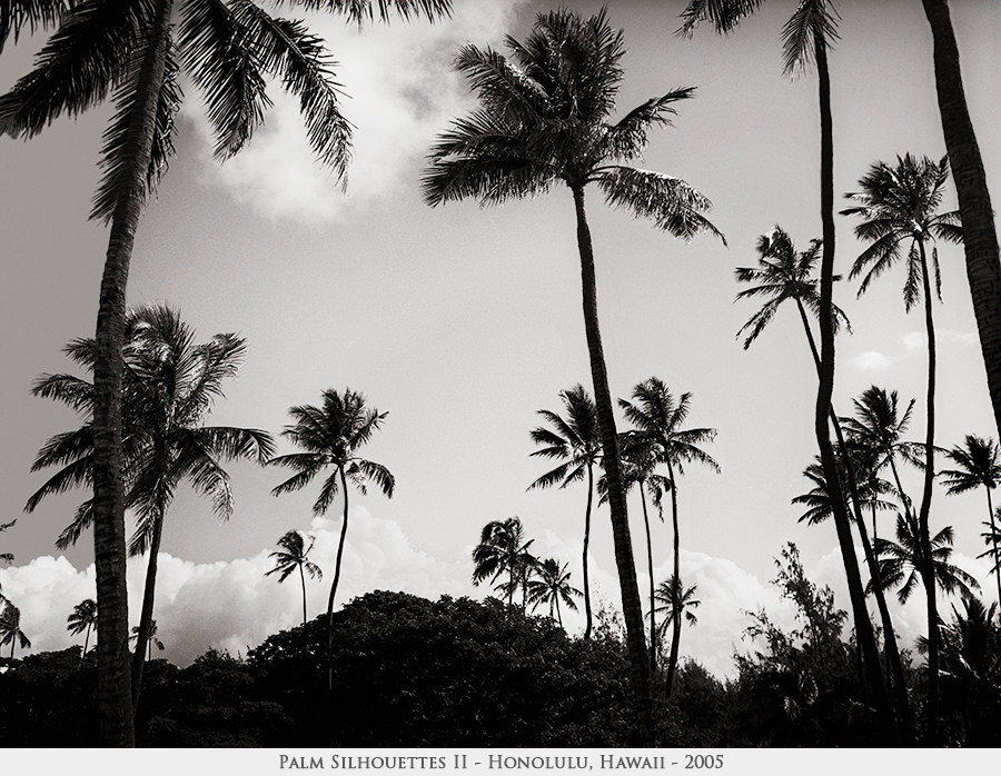 Palm Silhouettes II