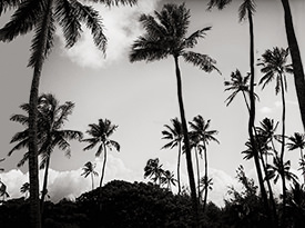 Palm Silhouettes II