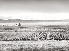 Crop Rows