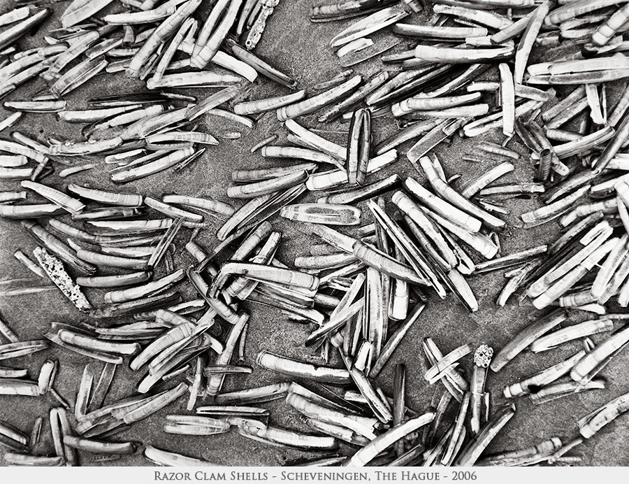 Razor Clam Shells