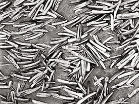 Razor Clam Shells