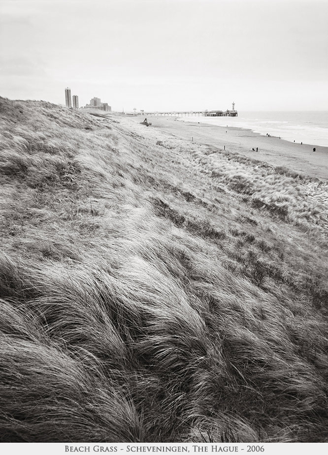 Beach Grass