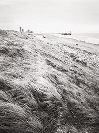 Beach Grass