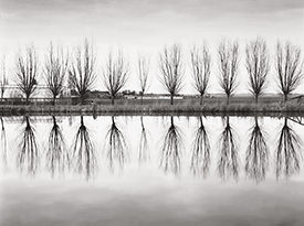 Row of Trees