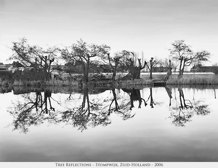 Tree Reflections