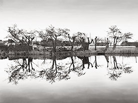Tree Reflections