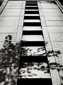 Tree Shadows on Steps