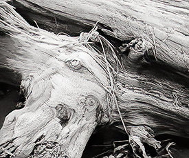 frosty log 1