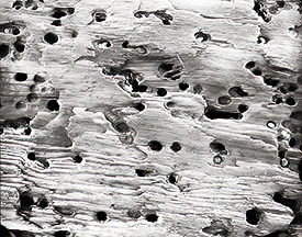 frosty log 2