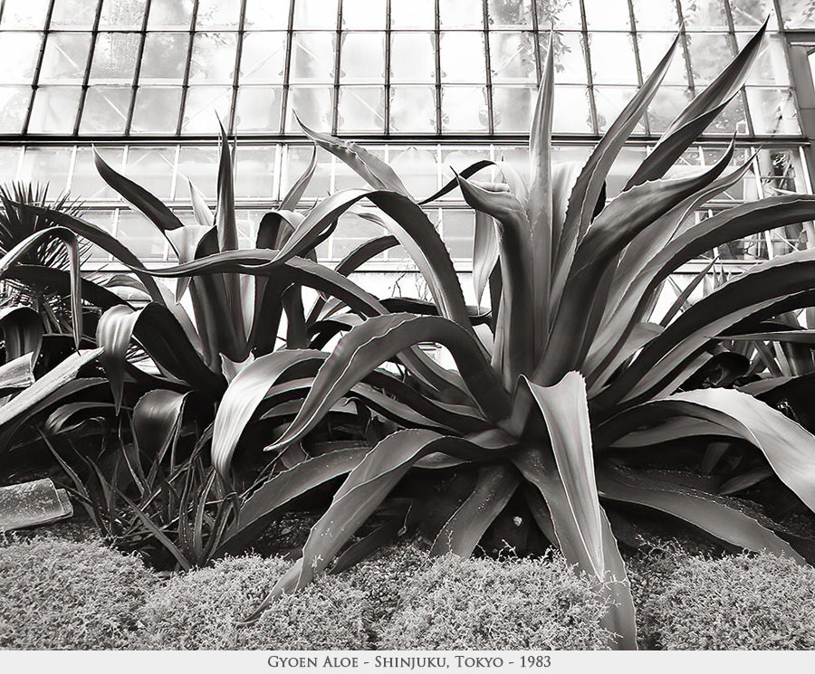 aloe