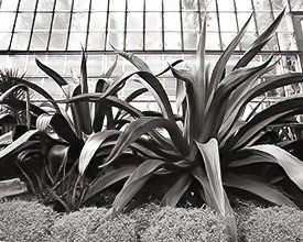 aloe