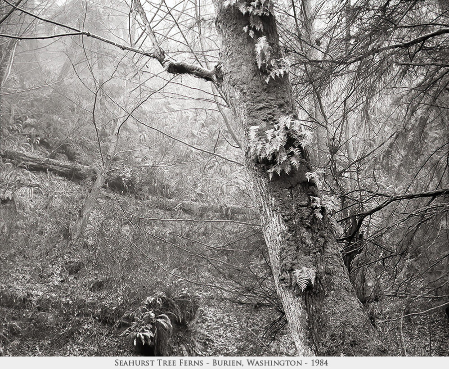 Seahurst tree ferns'