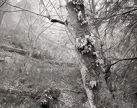 Seahurst tree erns