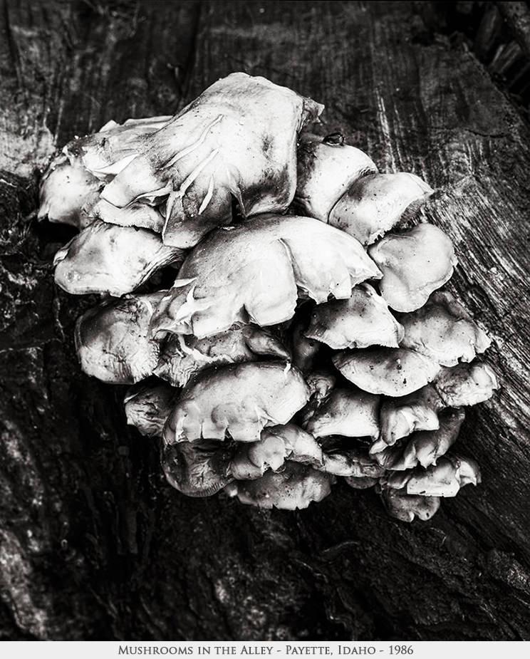 mushrooms in the alley