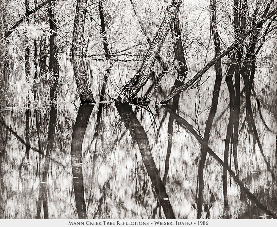 tree reflections'