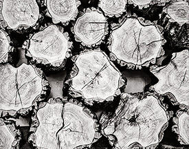 Scott's wood pile