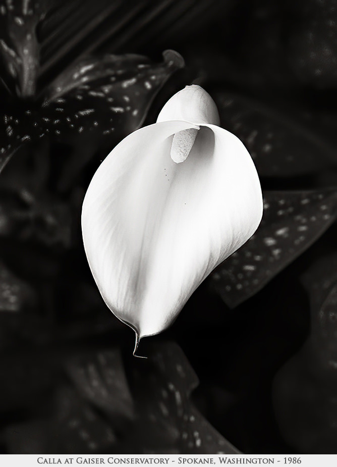 Calla'