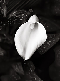 calla