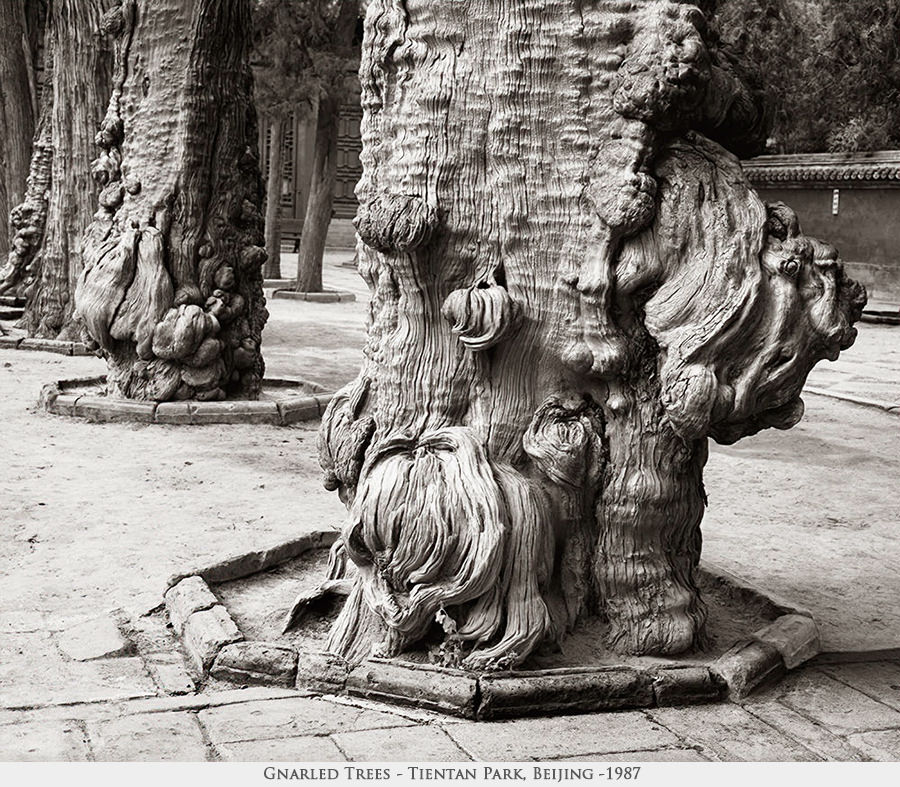 gnarled trees