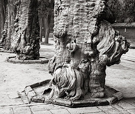 gnarled trees
