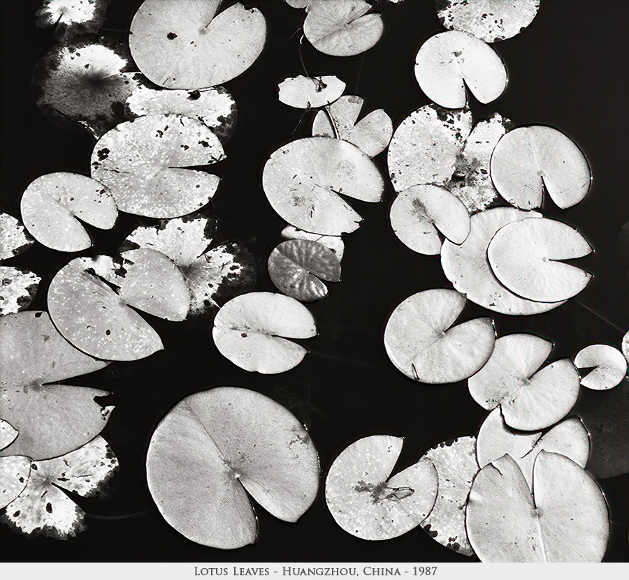 lotus leaves