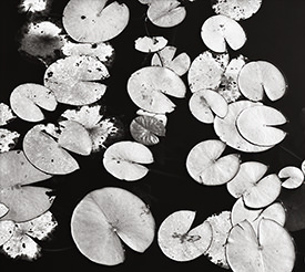 lotus leaves