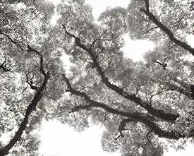 leaves & branches