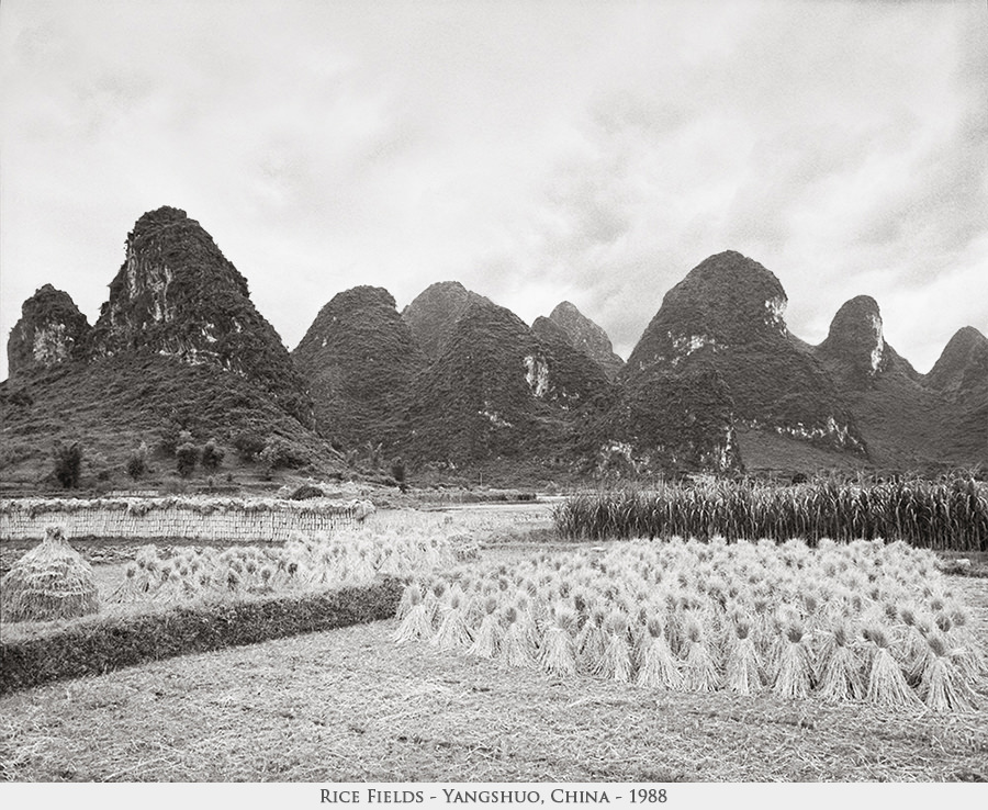 rice fields