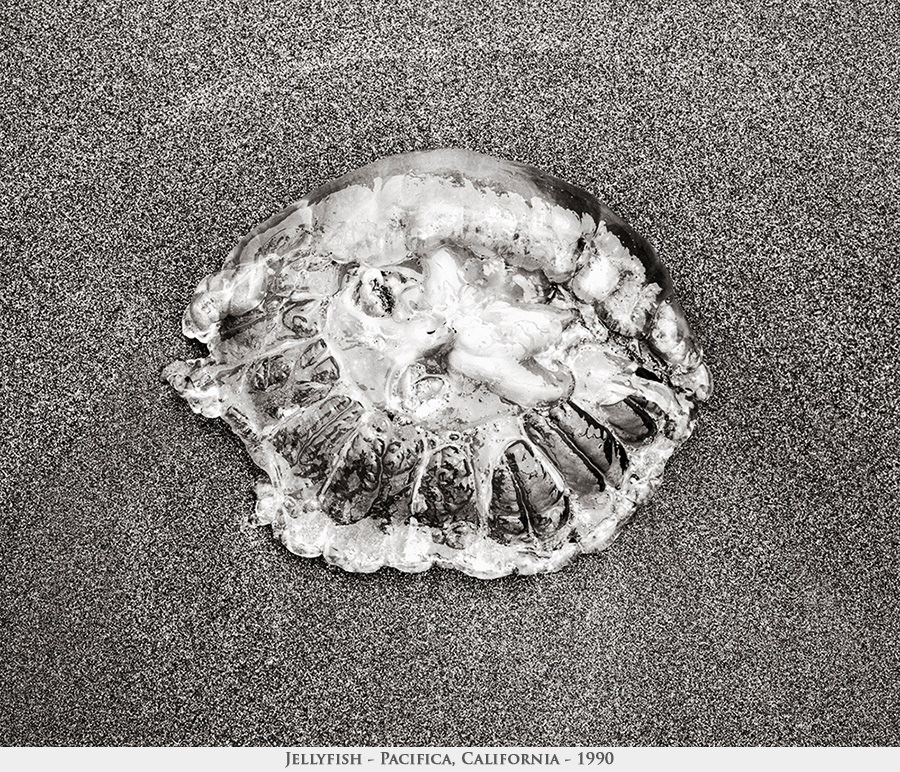 jellyfish