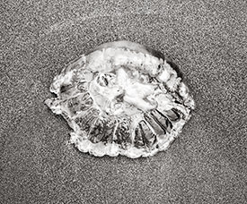 jellyfish