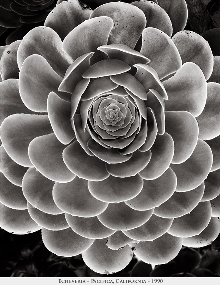 echeveria