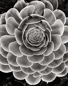 echeveria